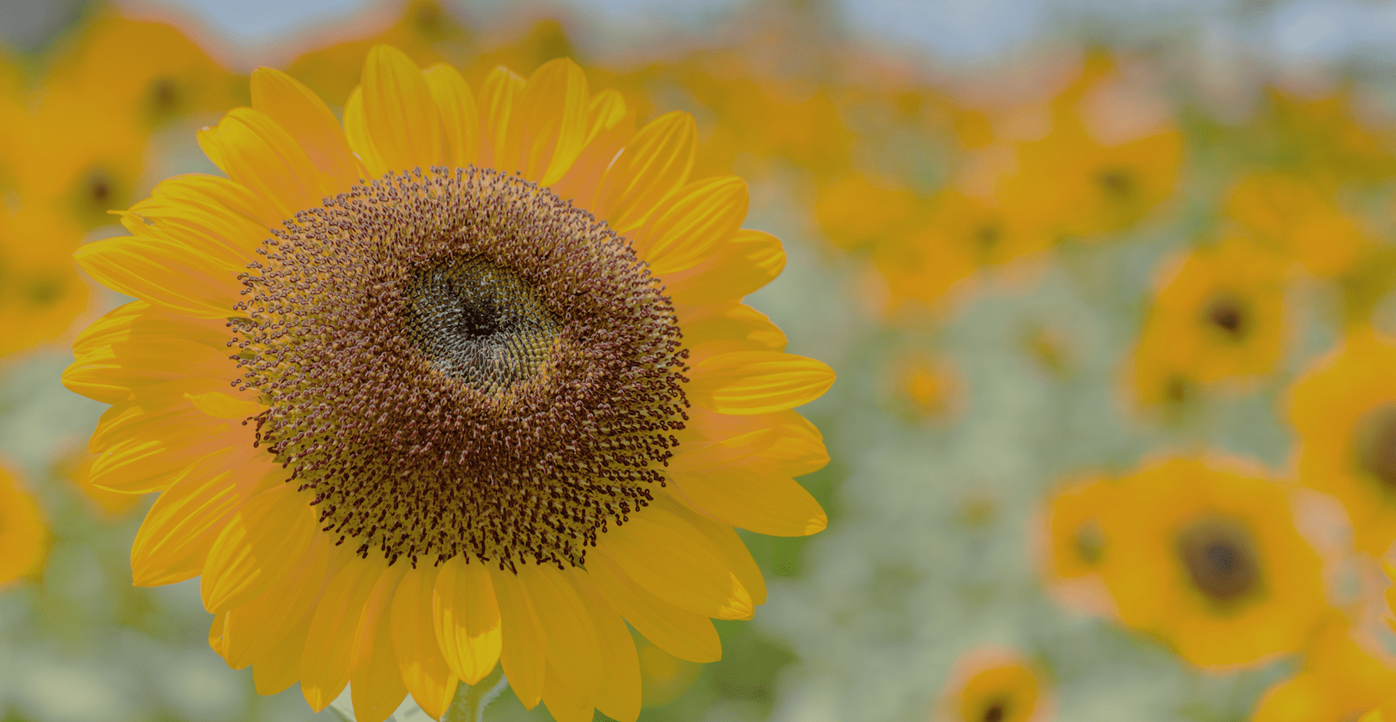 どんな時も、心に寄り添う訪問介護